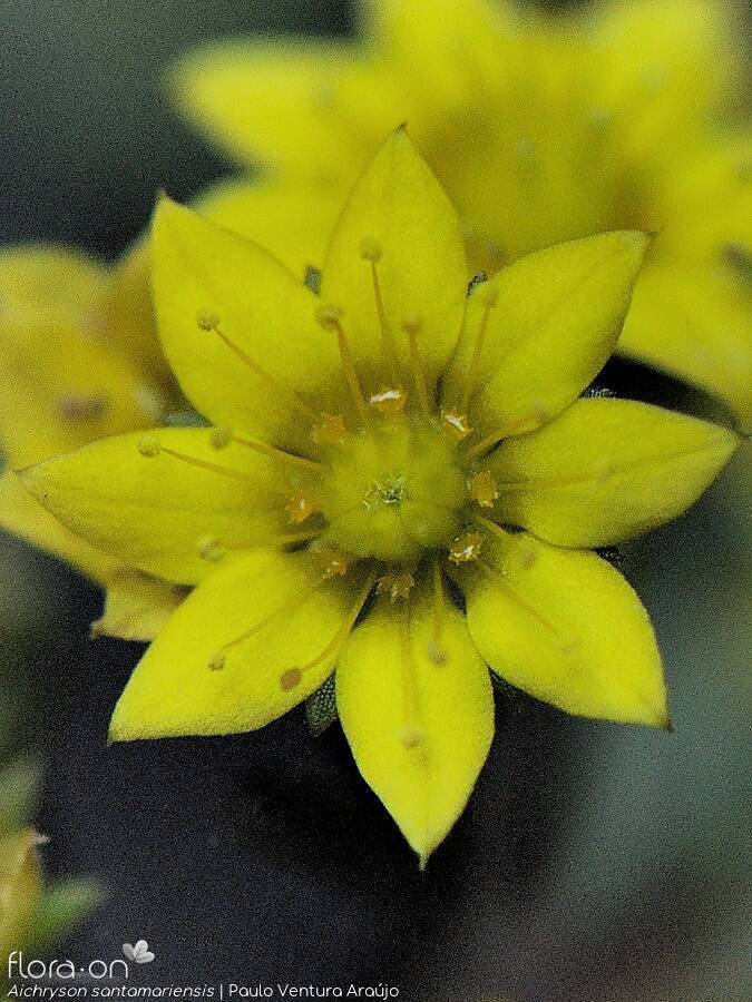 Aichryson santamariensis - Flor (close-up) | Paulo Ventura Araújo; CC BY-NC 4.0
