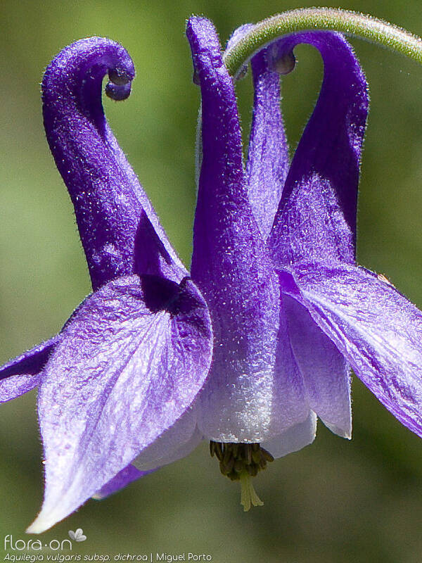 Aquilegia vulgaris dichroa - Flor (close-up) | Miguel Porto; CC BY-NC 4.0