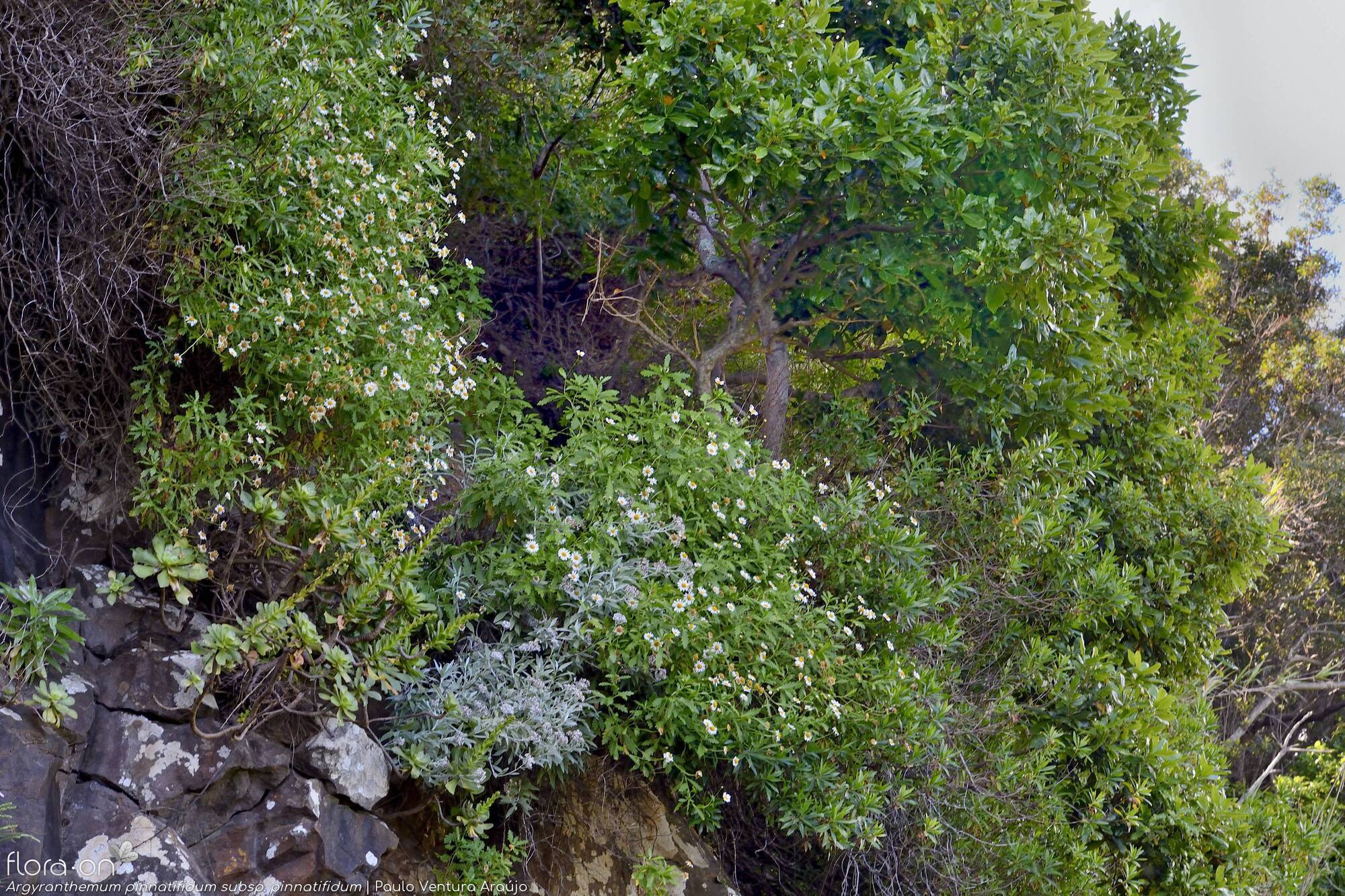 Argyranthemum pinnatifidum pinnatifidum - Habitat | Paulo Ventura Araújo; CC BY-NC 4.0
