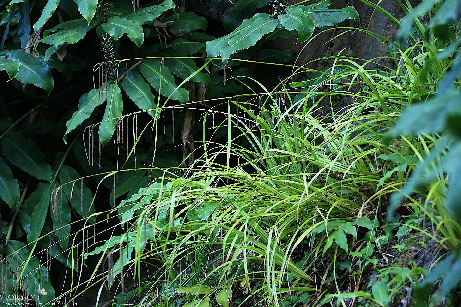 Carex leviosa - Hábito | Hanno Schaefer; CC BY-NC 4.0