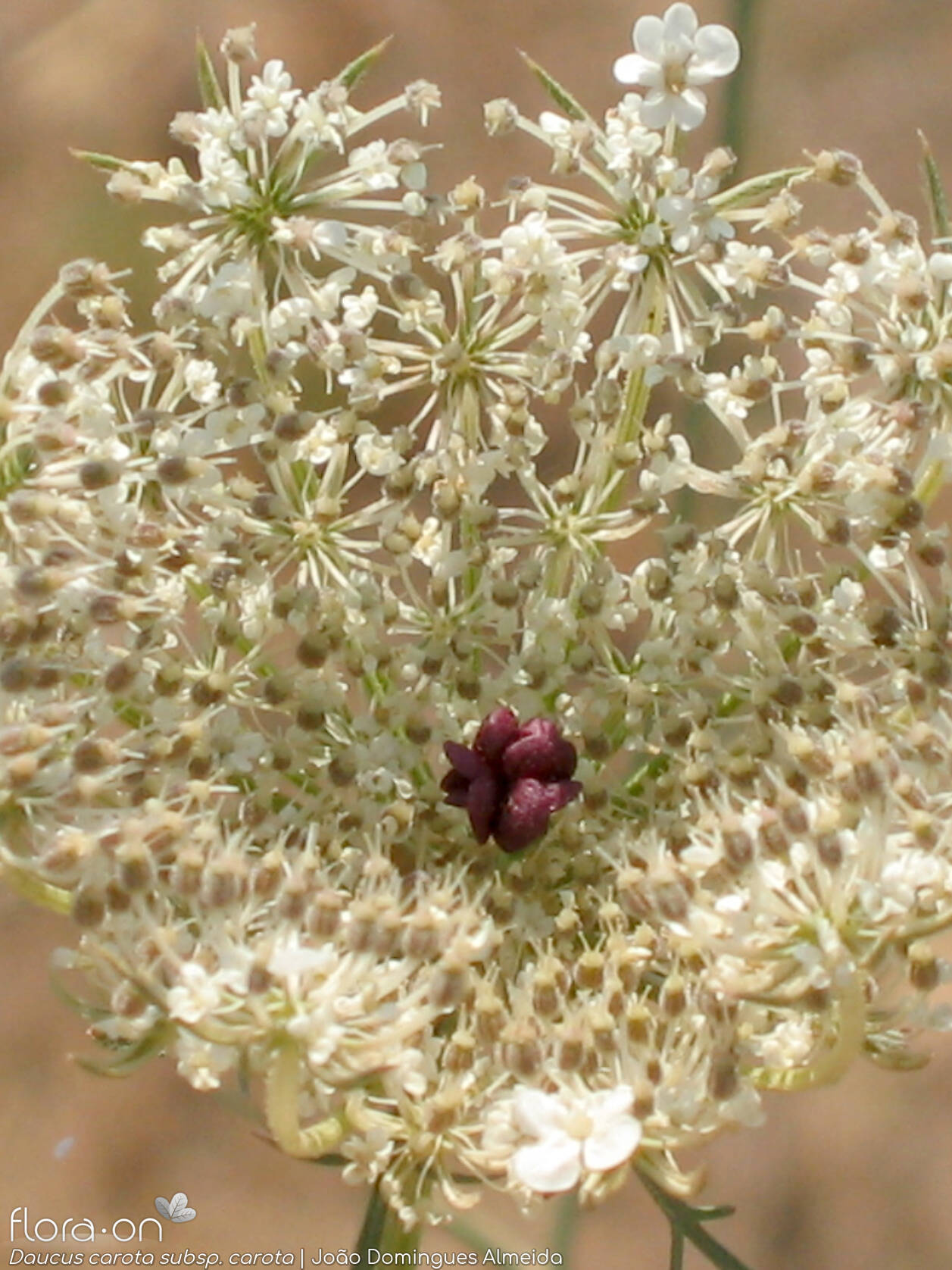 Daucus carota carota - Flor (close-up) | João D. Almeida; CC BY-NC 4.0