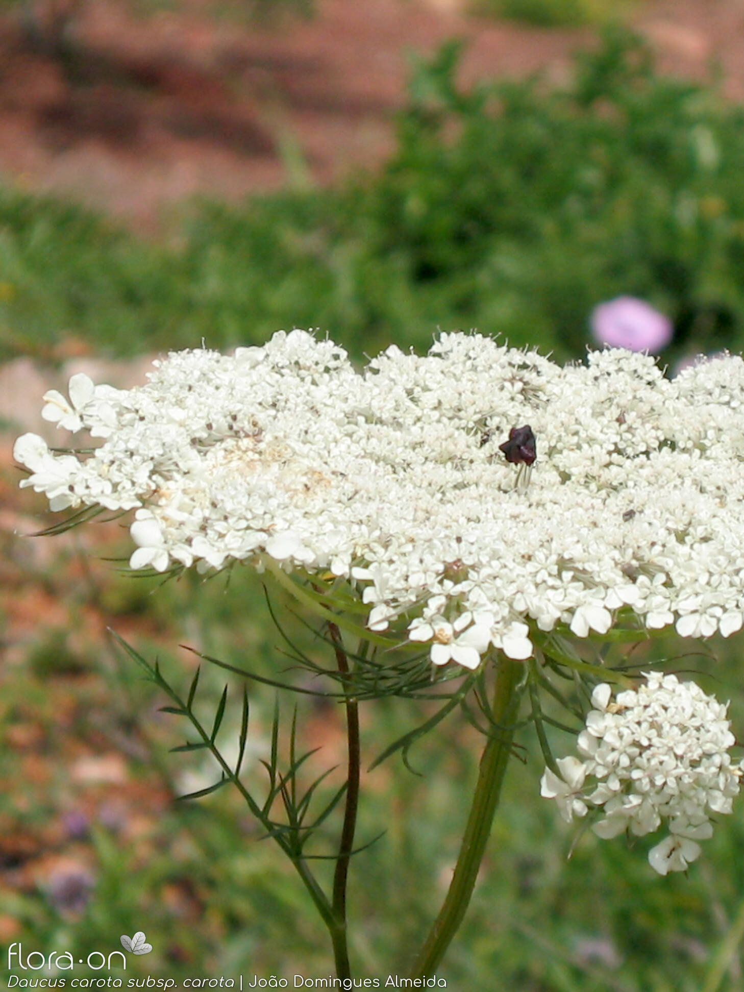 Daucus carota carota - Flor (geral) | João D. Almeida; CC BY-NC 4.0