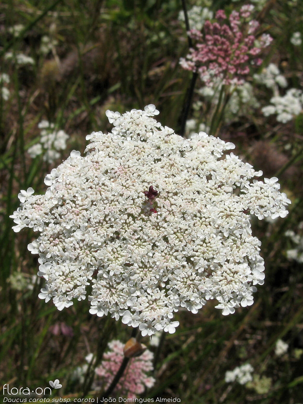 Daucus carota carota - Flor (geral) | João D. Almeida; CC BY-NC 4.0