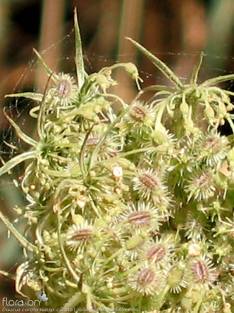 Daucus carota carota - Fruto | João D. Almeida; CC BY-NC 4.0