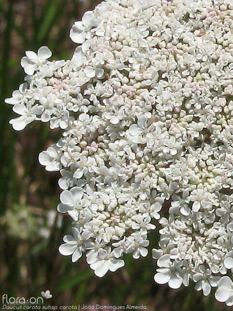 Daucus carota carota - Flor (close-up) | João D. Almeida; CC BY-NC 4.0