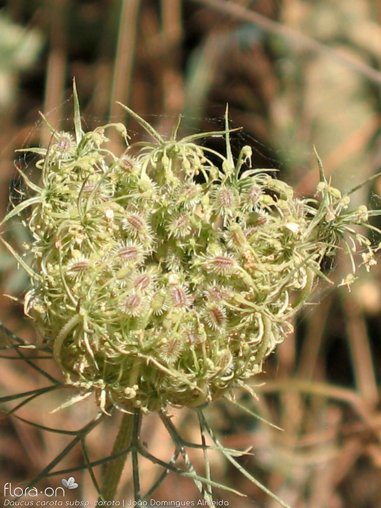 Daucus carota carota - Flor (geral) | João D. Almeida; CC BY-NC 4.0