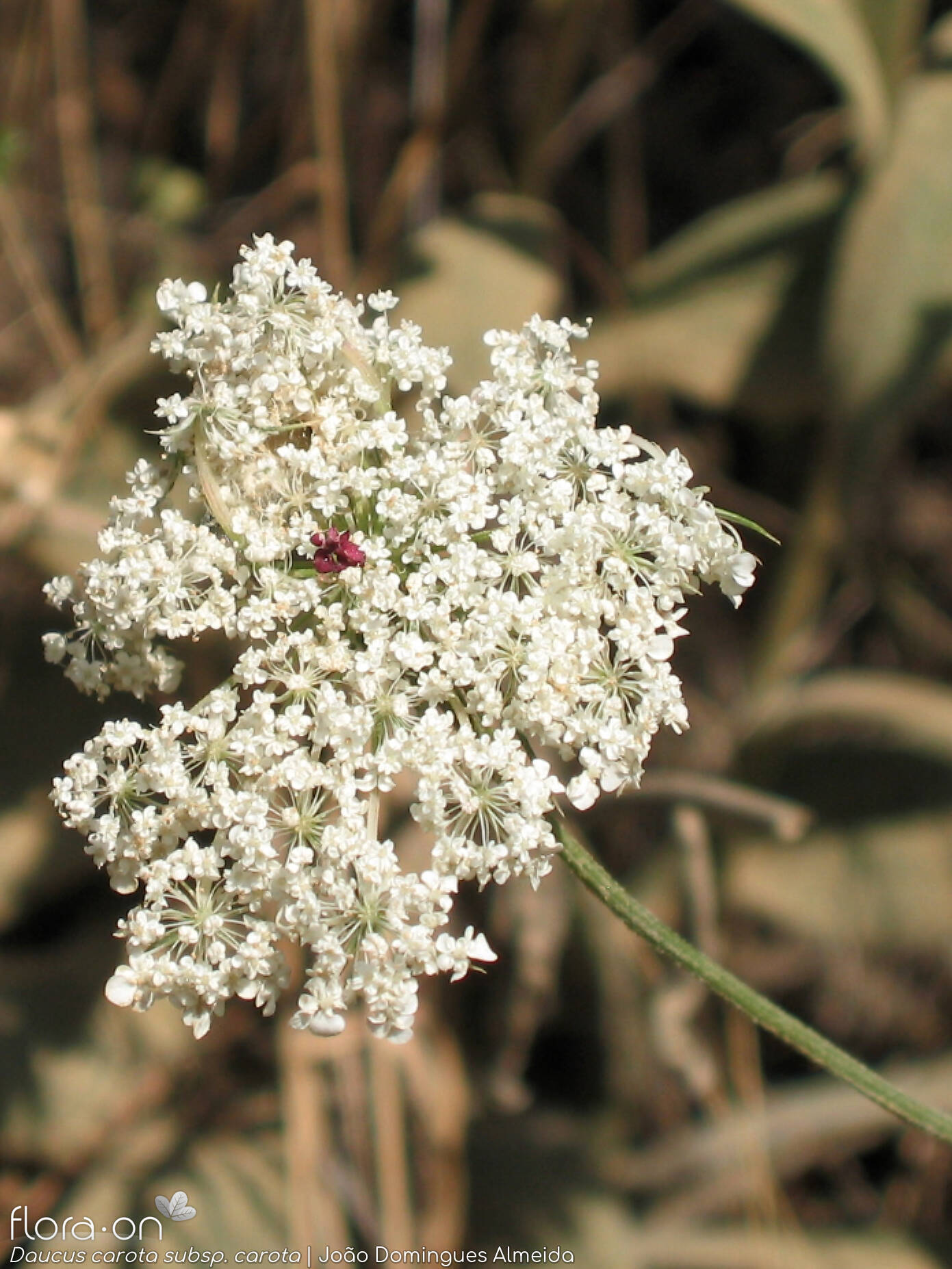 Daucus carota carota - Flor (geral) | João D. Almeida; CC BY-NC 4.0