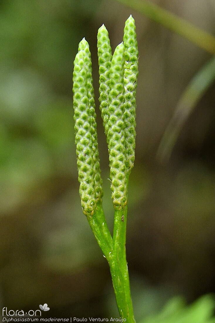 Diphasiastrum madeirense - Estruturas reprodutoras | Paulo Ventura Araújo; CC BY-NC 4.0