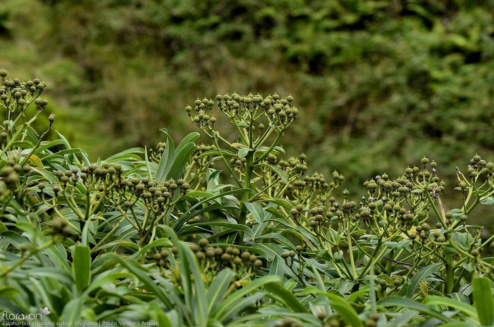 Euphorbia stygiana stygiana - | Paulo Ventura Araújo; CC BY-NC 4.0