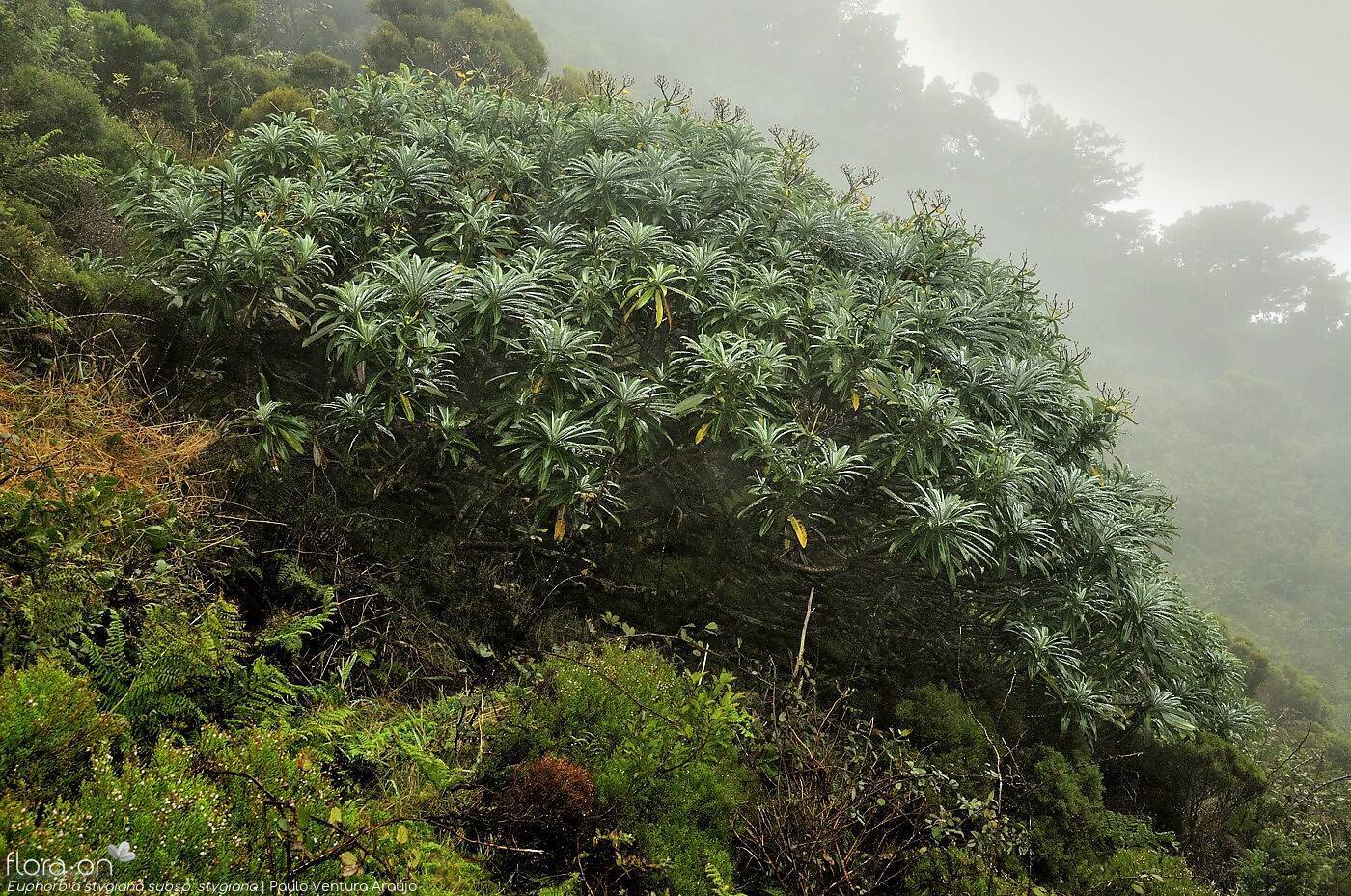 Euphorbia stygiana stygiana - | Paulo Ventura Araújo; CC BY-NC 4.0