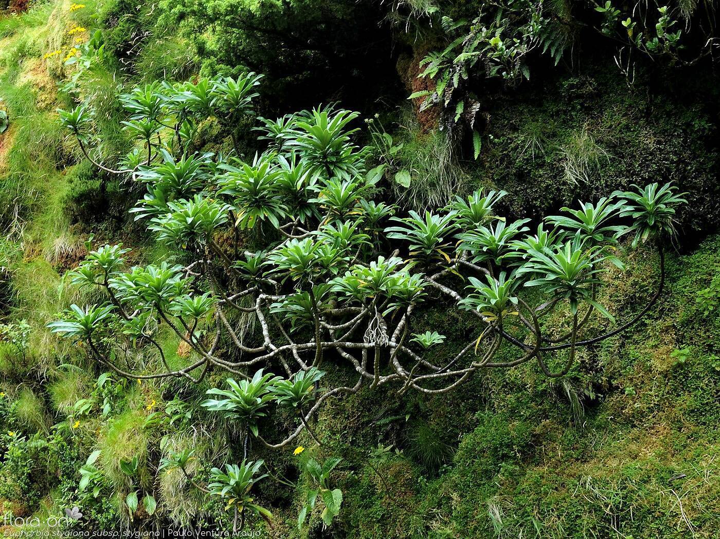 Euphorbia stygiana stygiana - | Paulo Ventura Araújo; CC BY-NC 4.0