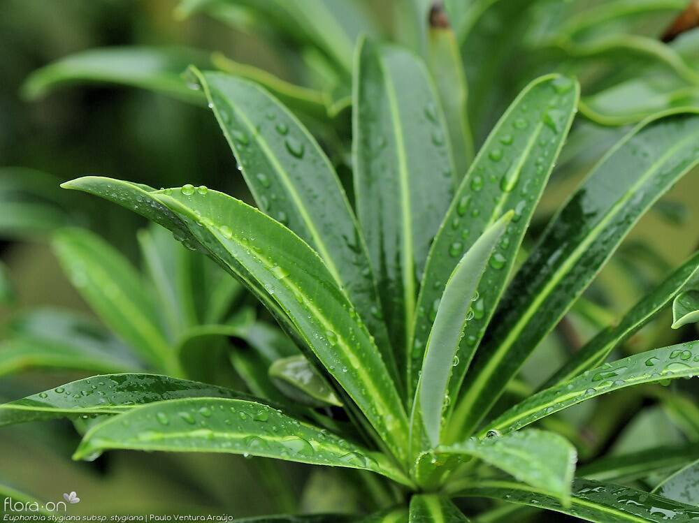 Euphorbia stygiana stygiana - | Paulo Ventura Araújo; CC BY-NC 4.0