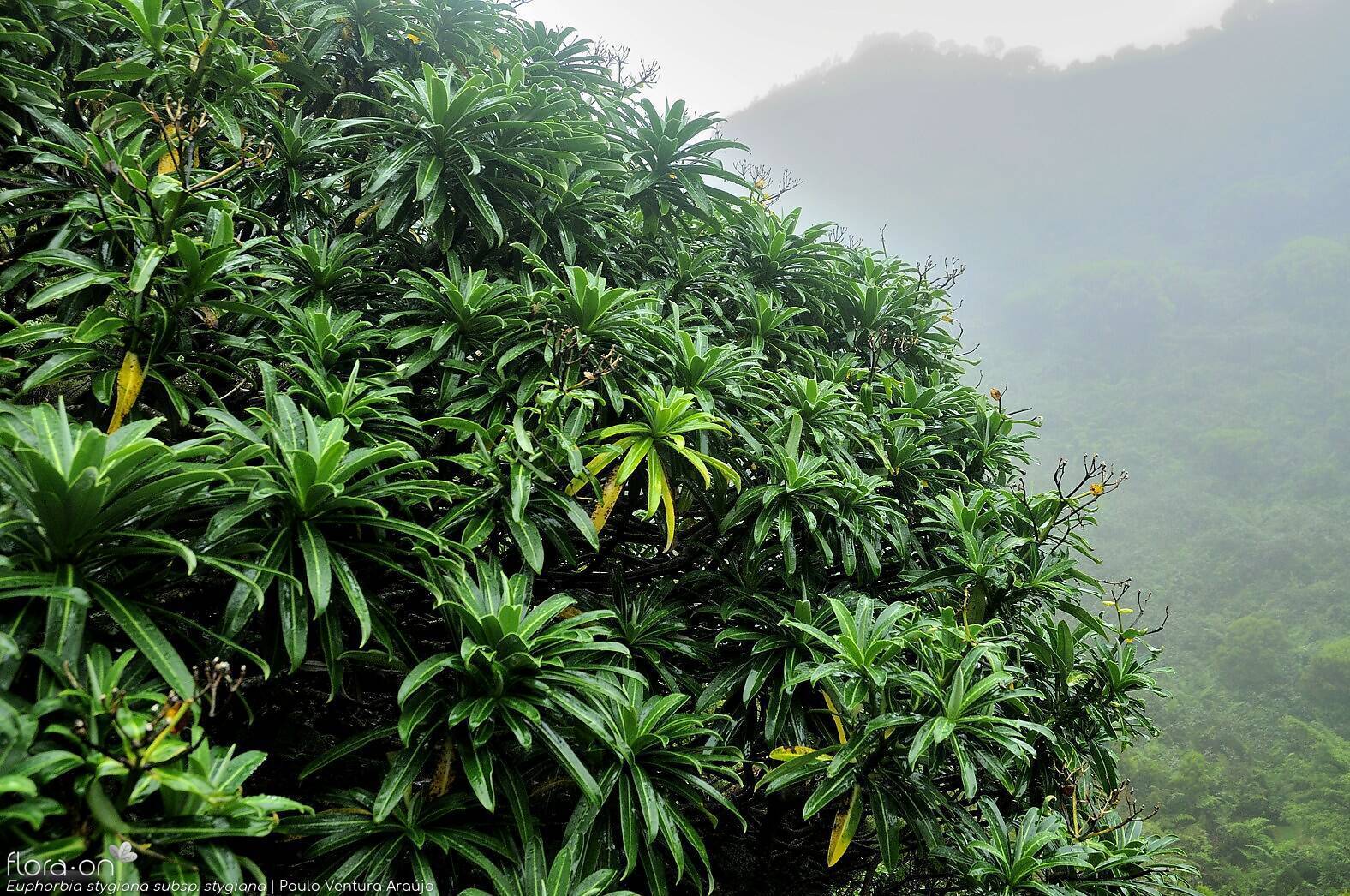 Euphorbia stygiana stygiana - | Paulo Ventura Araújo; CC BY-NC 4.0