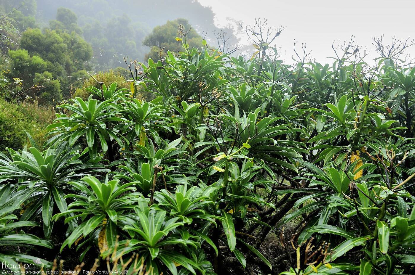 Euphorbia stygiana stygiana - | Paulo Ventura Araújo; CC BY-NC 4.0