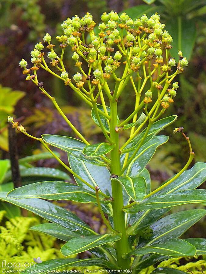 Euphorbia stygiana stygiana - | Paulo Ventura Araújo; CC BY-NC 4.0