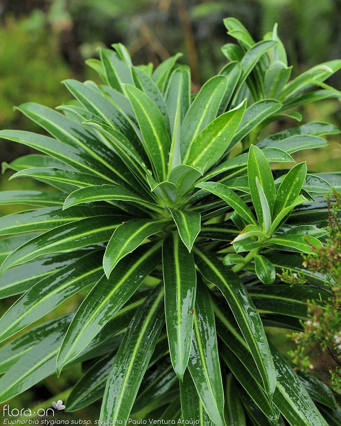 Euphorbia stygiana stygiana - | Paulo Ventura Araújo; CC BY-NC 4.0