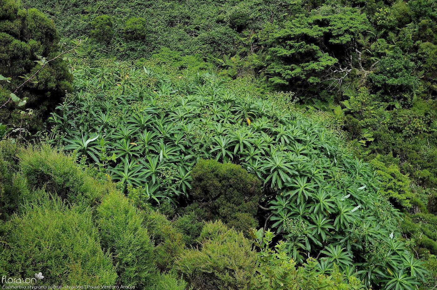 Euphorbia stygiana stygiana - | Paulo Ventura Araújo; CC BY-NC 4.0