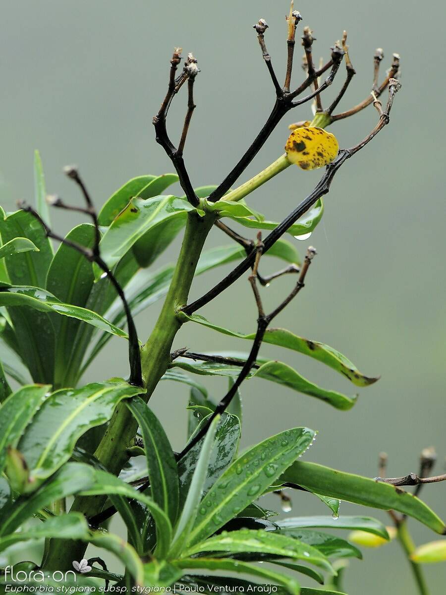 Euphorbia stygiana stygiana - | Paulo Ventura Araújo; CC BY-NC 4.0