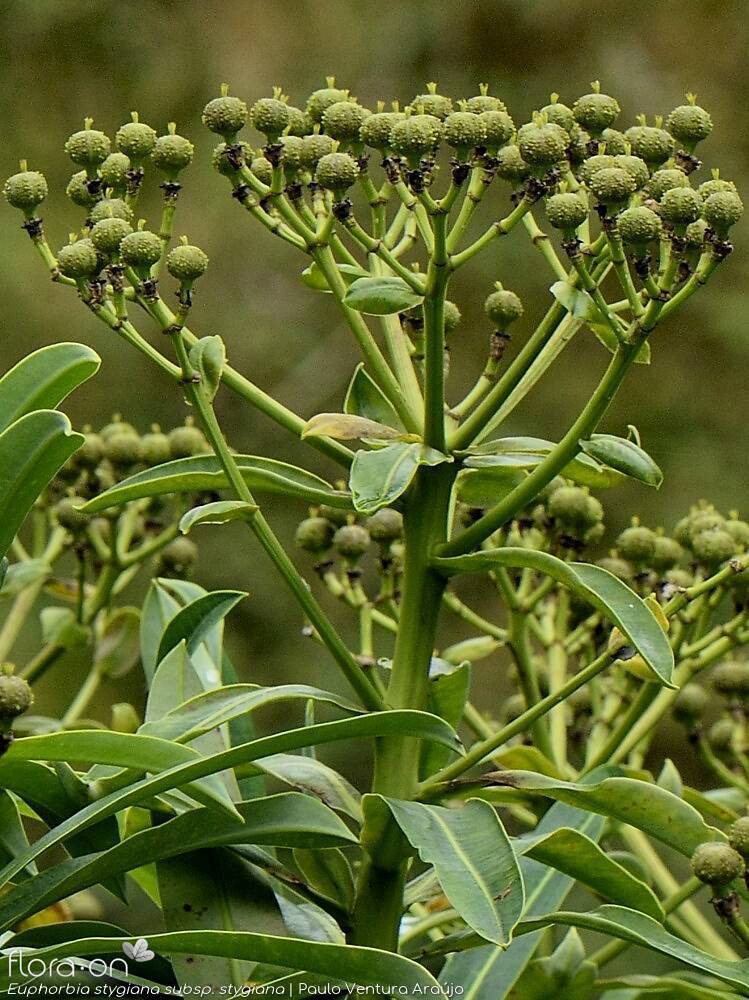 Euphorbia stygiana stygiana - | Paulo Ventura Araújo; CC BY-NC 4.0