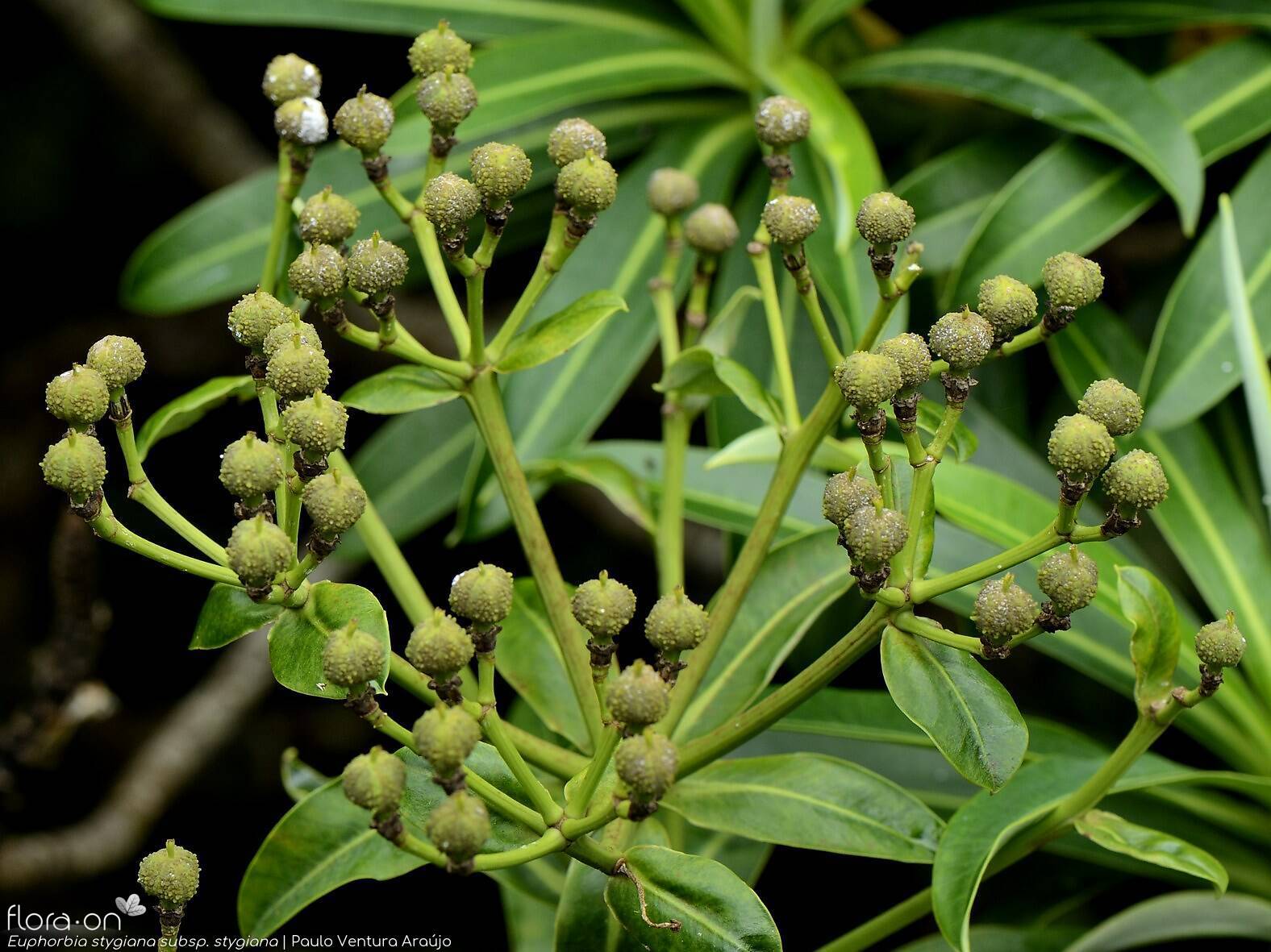 Euphorbia stygiana stygiana - | Paulo Ventura Araújo; CC BY-NC 4.0