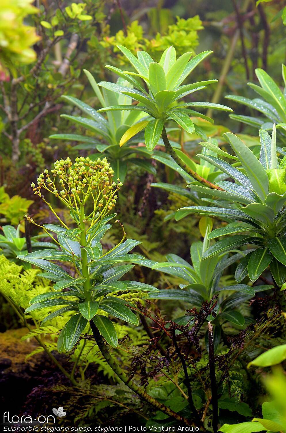 Euphorbia stygiana stygiana - | Paulo Ventura Araújo; CC BY-NC 4.0