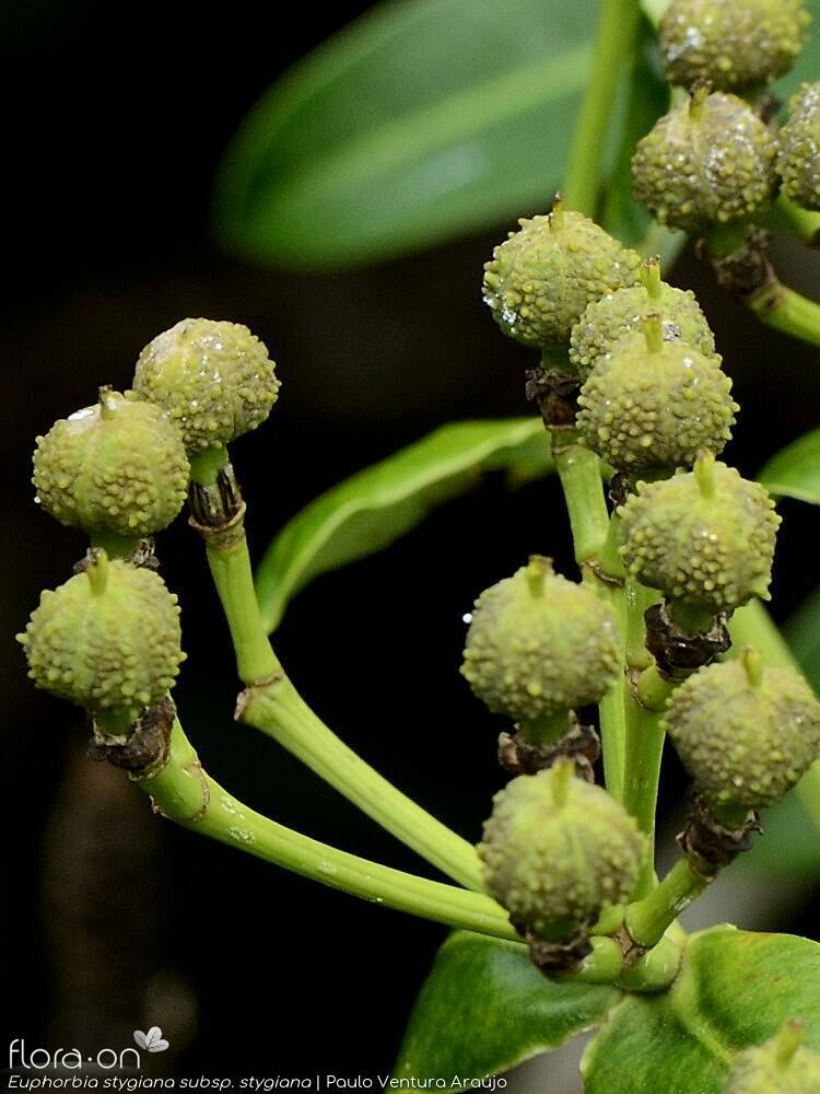Euphorbia stygiana stygiana - | Paulo Ventura Araújo; CC BY-NC 4.0