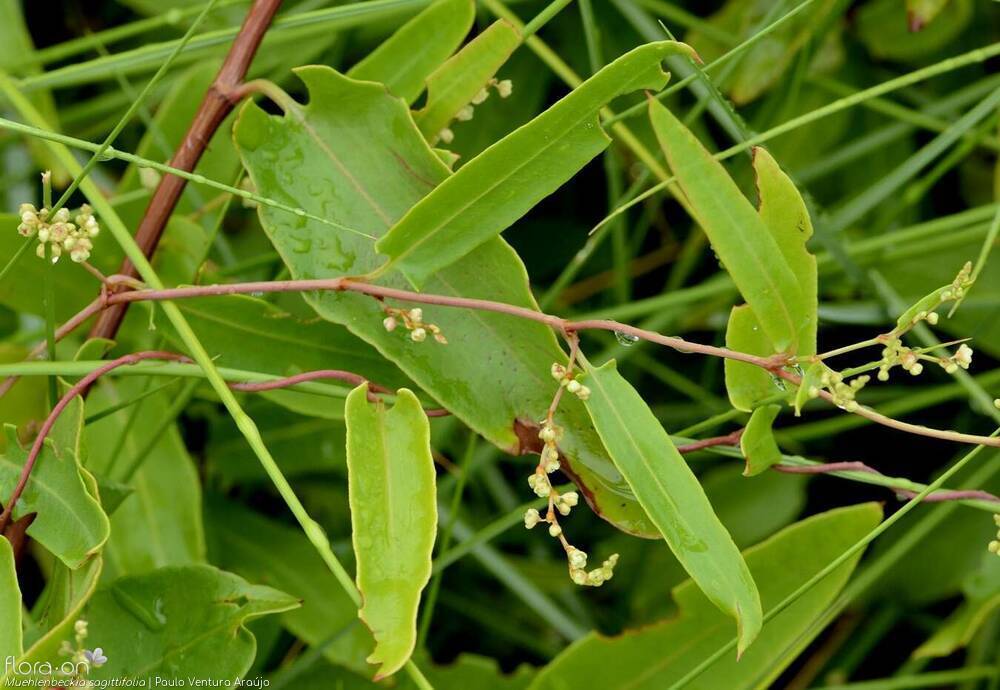 Muehlenbeckia sagittifolia