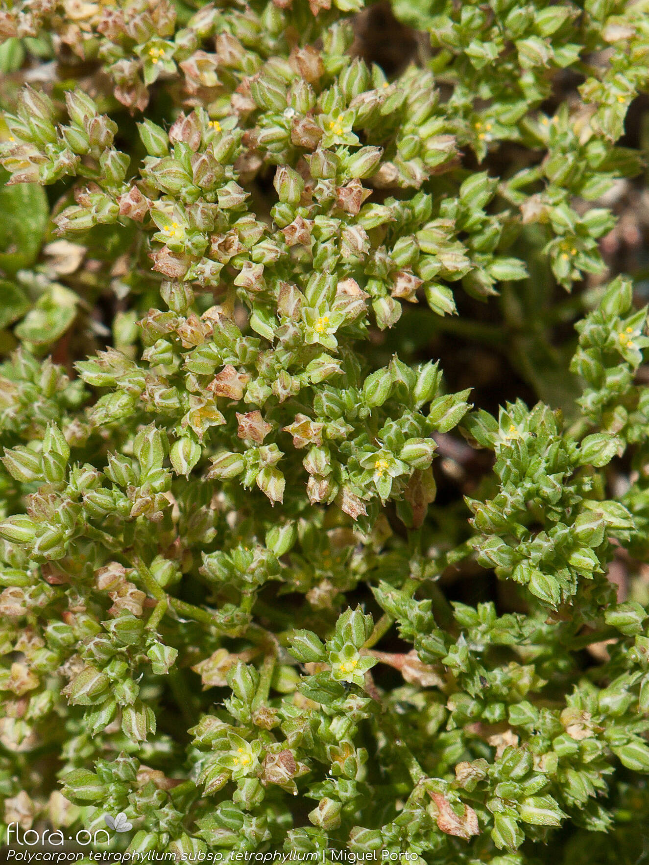 Polycarpon tetraphyllum tetraphyllum - Flor (geral) | Miguel Porto; CC BY-NC 4.0