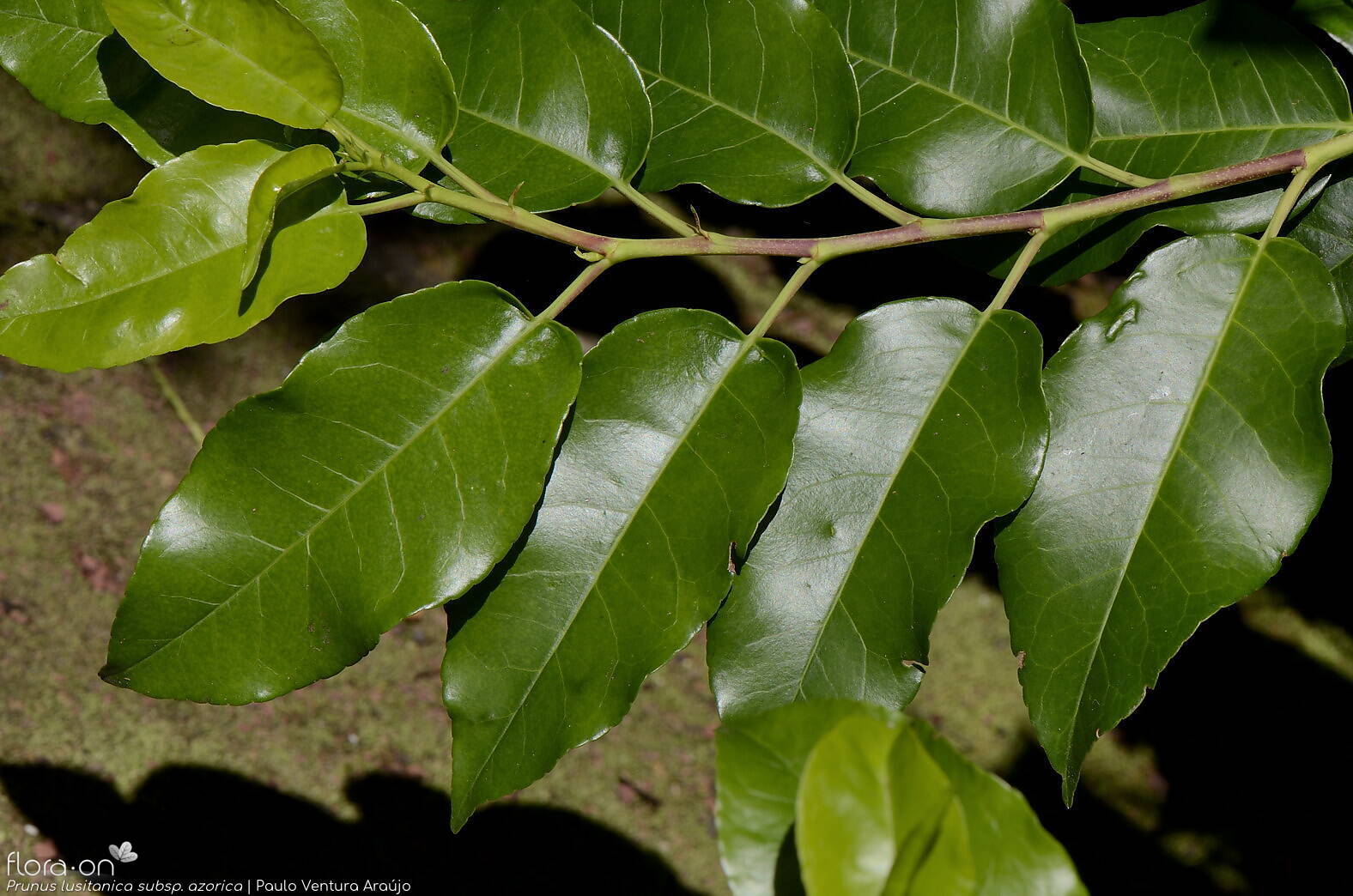 Prunus lusitanica azorica -  | Paulo Ventura Araújo; CC BY-NC 4.0