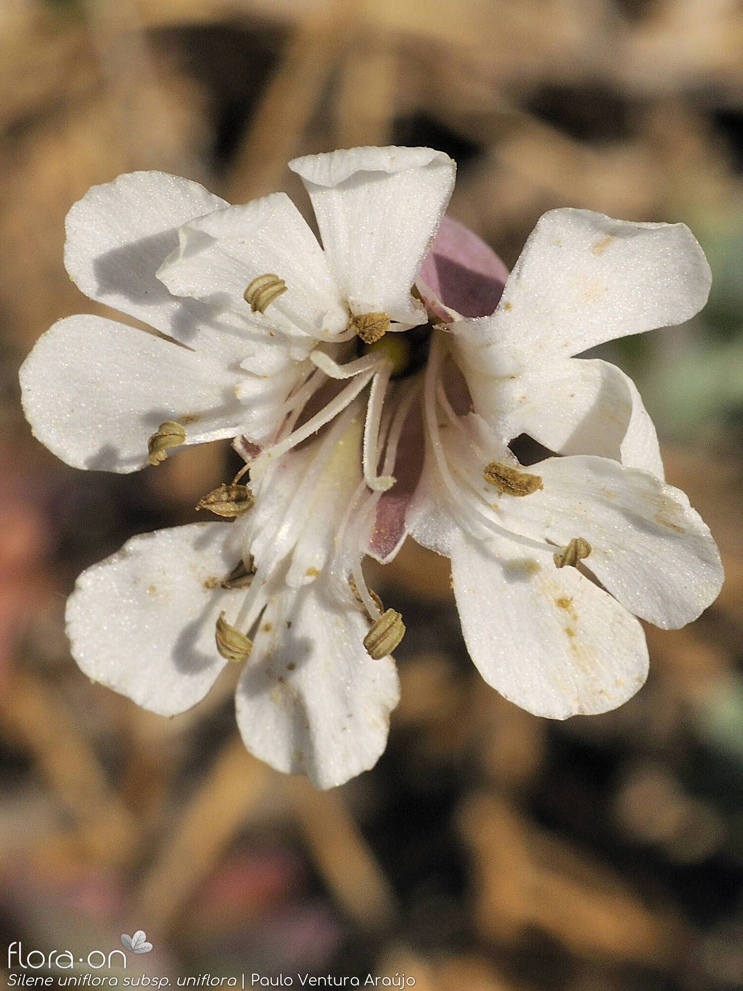 Silene uniflora - Flor (close-up) | Paulo Ventura Araújo; CC BY-NC 4.0