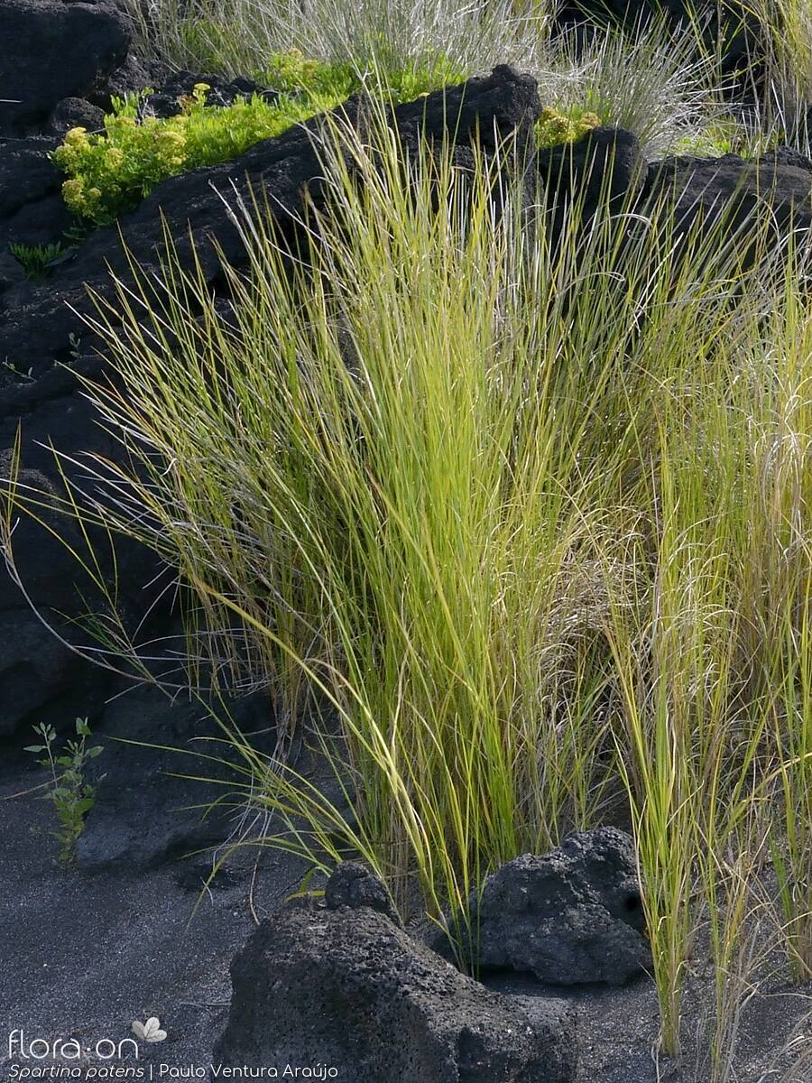 Spartina versicolor - Hábito | Paulo Ventura Araújo; CC BY-NC 4.0