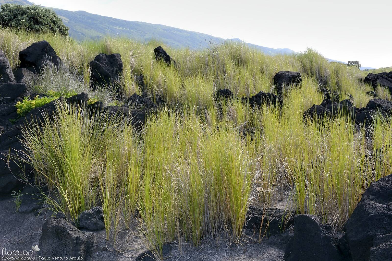 Spartina versicolor - Habitat | Paulo Ventura Araújo; CC BY-NC 4.0