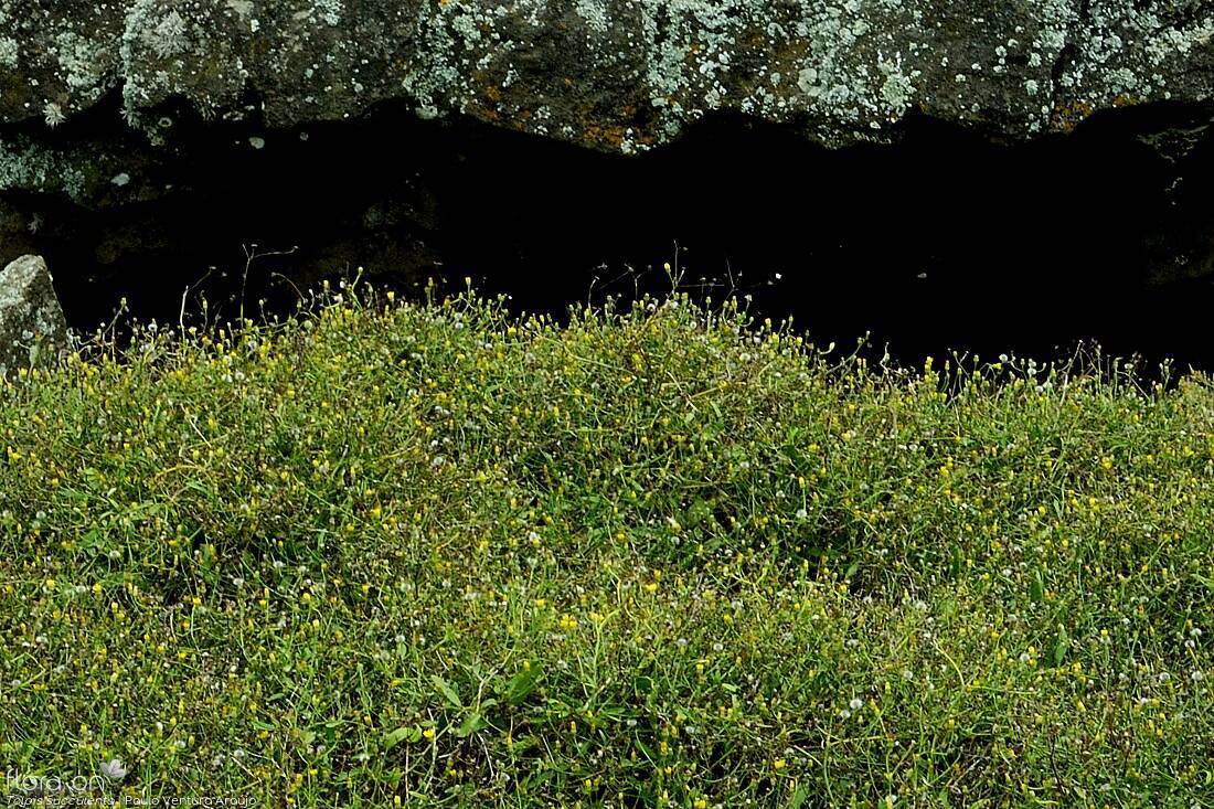 Tolpis succulenta - Habitat | Paulo Ventura Araújo; CC BY-NC 4.0