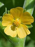 Abutilon theophrasti
