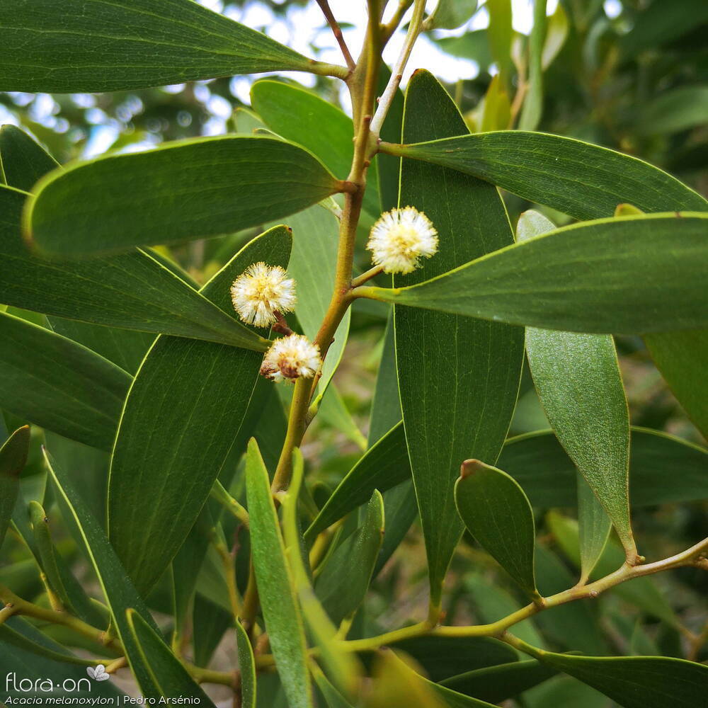 Acacia melanoxylon