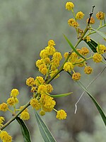 Acacia saligna
