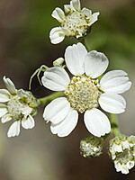 Achillea pyrenaica