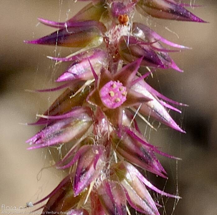 Achyranthes sicula - Flor (close-up) | Paulo Ventura Araújo; CC BY-NC 4.0