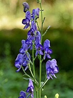 Aconitum napellus