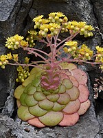 Aeonium glandulosum