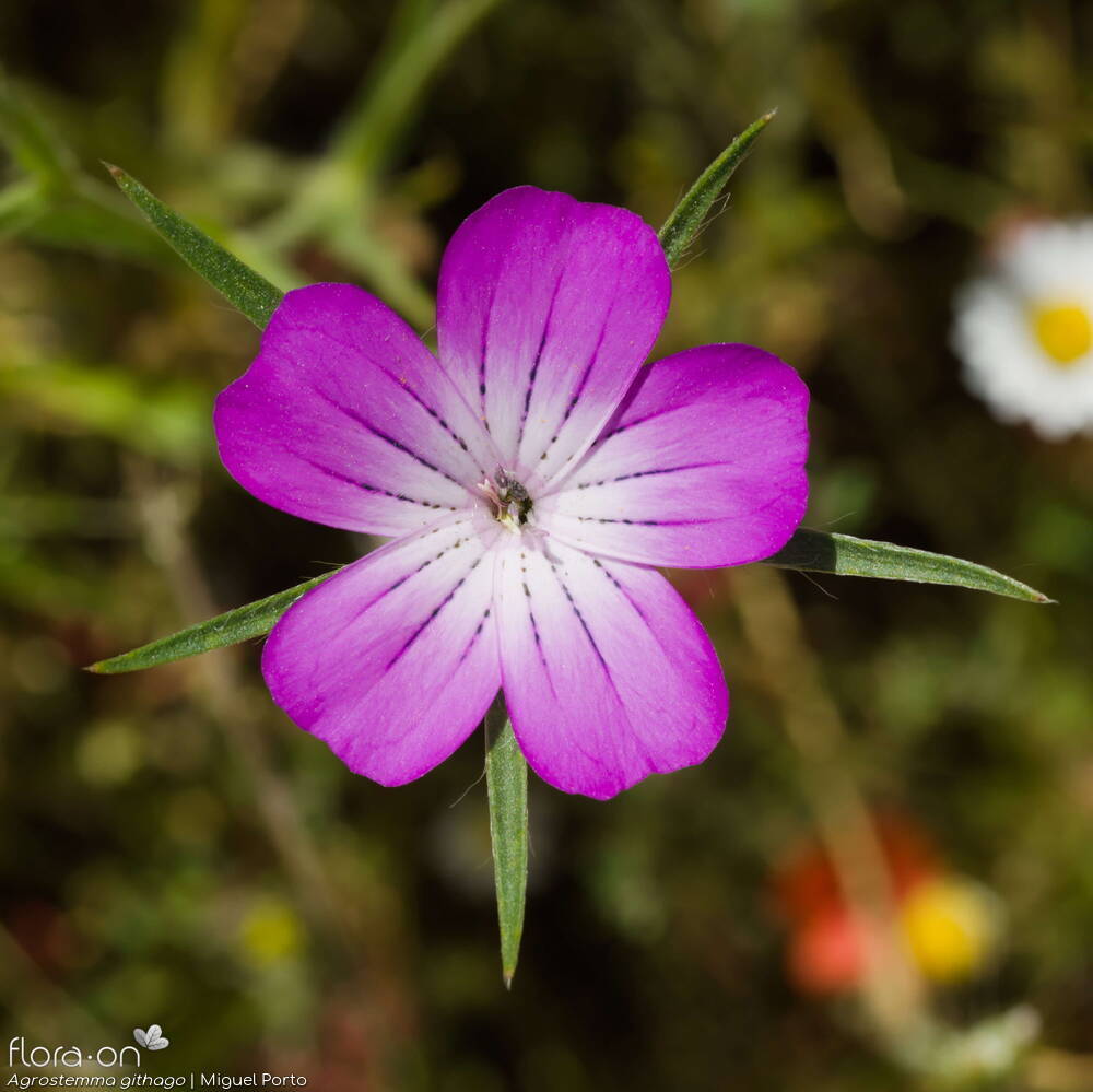 Agrostemma githago