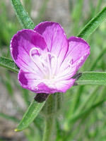 Agrostemma githago