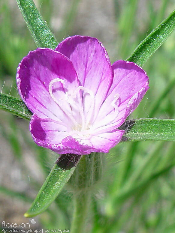 Agrostemma githago - Flor (close-up) | Carlos Aguiar; CC BY-NC 4.0