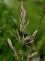 Agrostis congestiflora