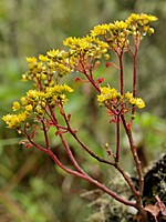 Aichryson divaricatum