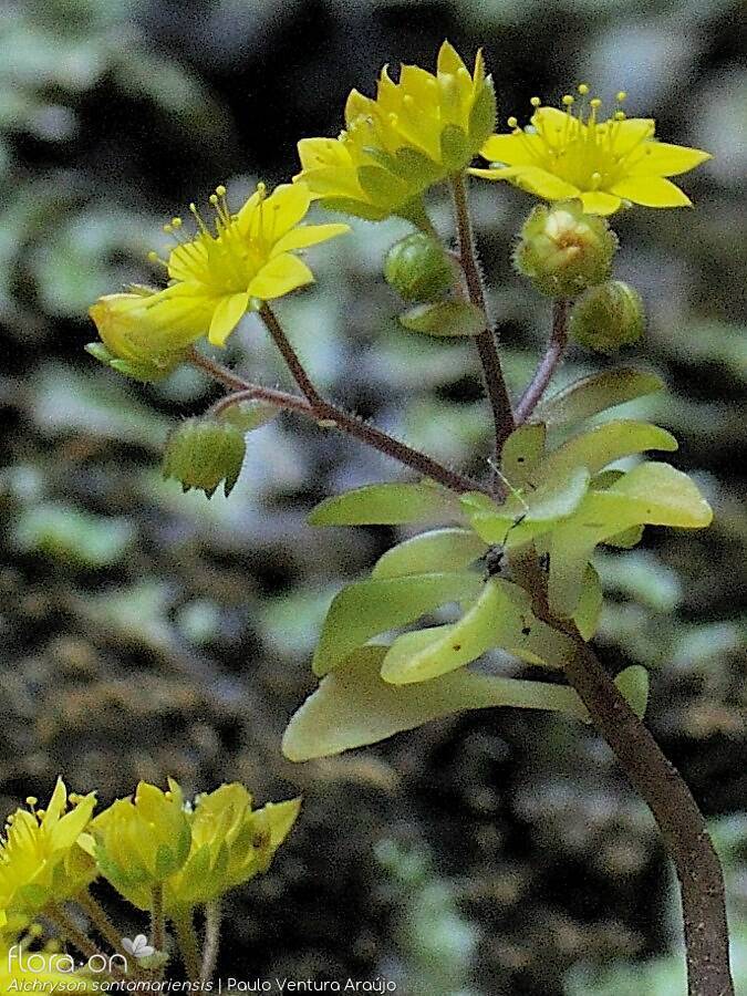 Aichryson santamariensis
