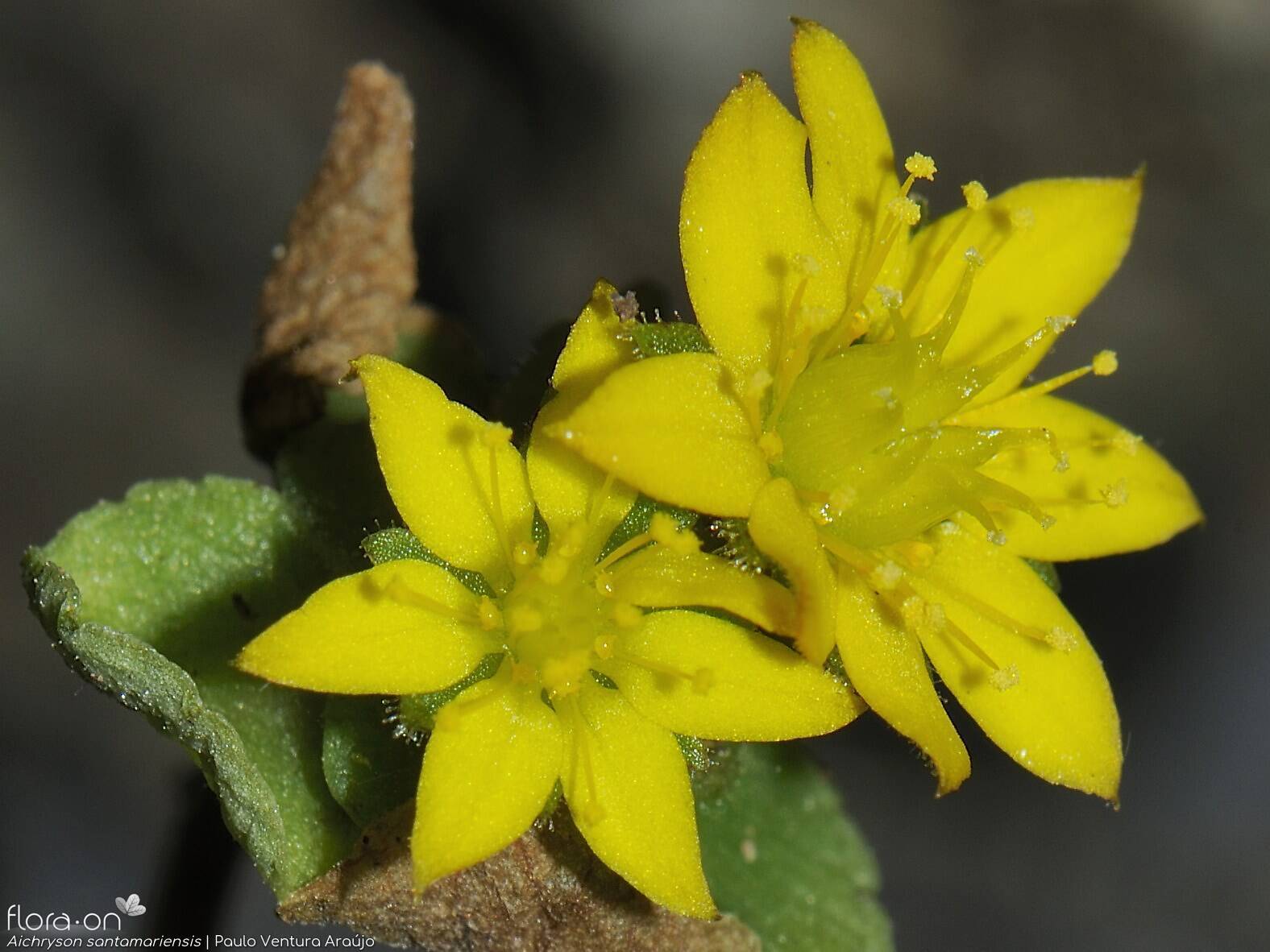 Aichryson santamariensis - Flor (close-up) | Paulo Ventura Araújo; CC BY-NC 4.0