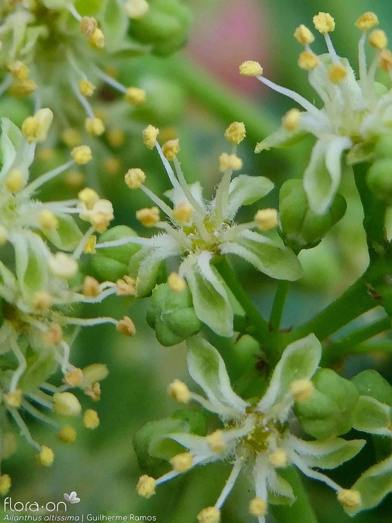 Ailanthus altissima - Flor (close-up) | Guilherme Ramos; CC BY-NC 4.0