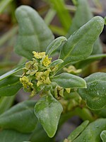 Aizoaceae