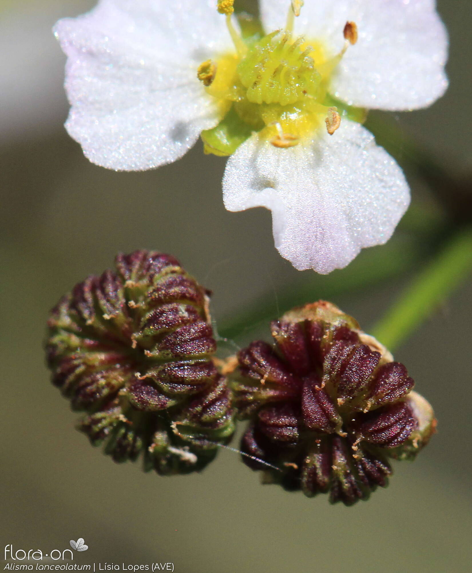 Alisma lanceolatum - Fruto | Lísia Lopes; CC BY-NC 4.0